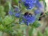 Hummel_P1090549